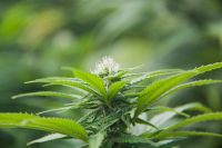 Portrait Israel: Exports Over Domestic Cannabis A Priority?