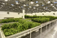 Challenges Abound for Cannabis Industry Growth in 2023