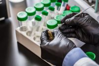 Cannabis Lab Testing Problems Continue Nationwide